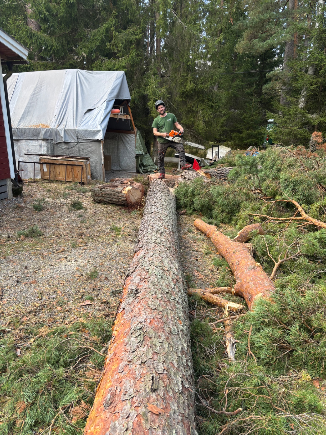 Fälld tall på tomt med arborist och byggnader i bakgrunden