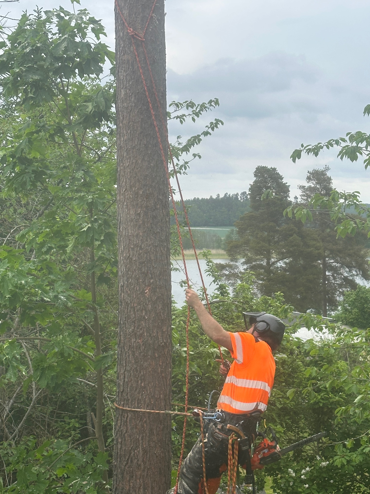 Arborist utför sektionsfällning av träd vid sjö